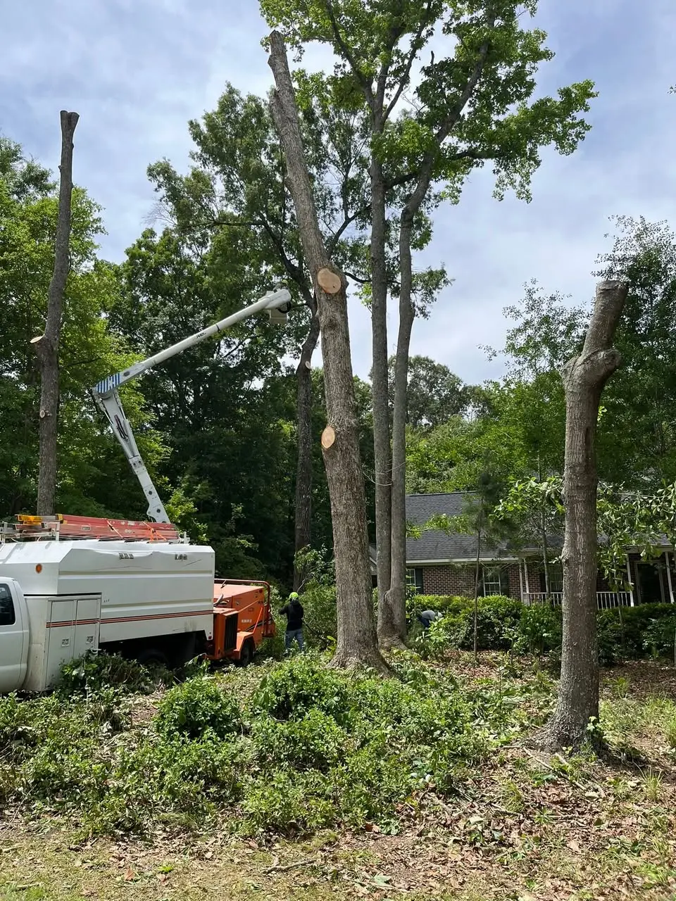 Tree removal work beside a home