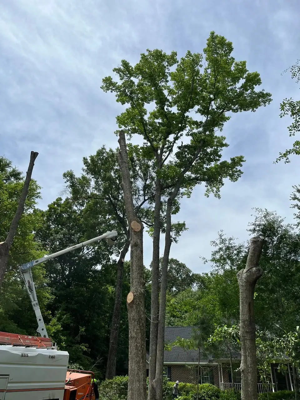 Tree work using professional equipment