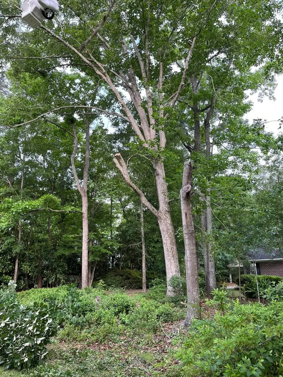 Overgrown trees before removal