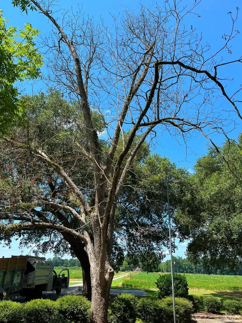 Large mature tree before safety work